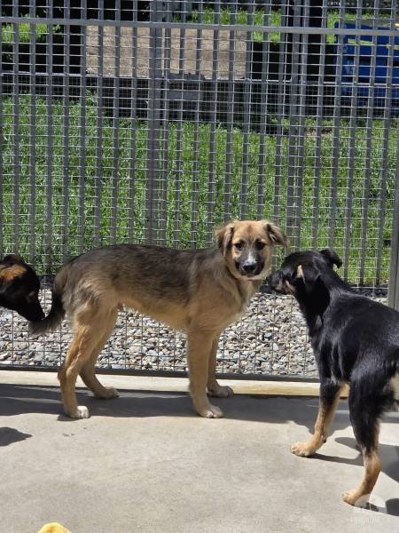 Hunde Schweiz