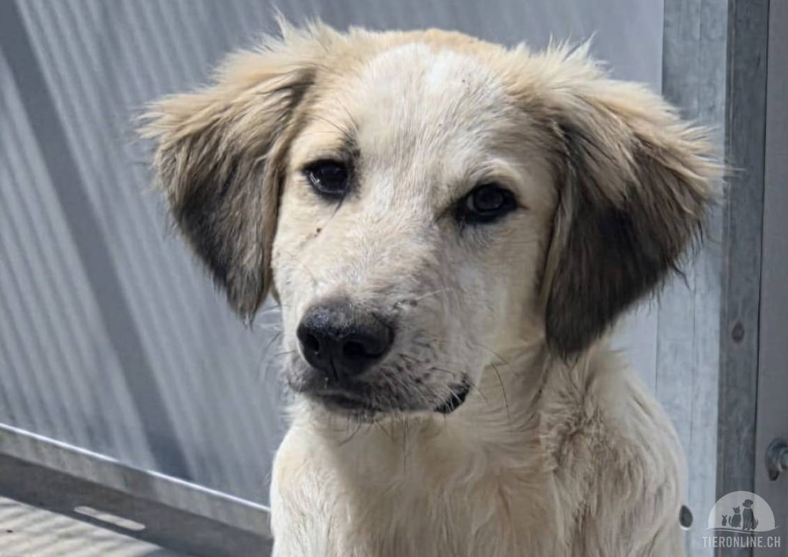 CINNAMON – KLEINER SCHATZ MIT GROSSEM HERZEN SUCHT SEINE FAMILIE