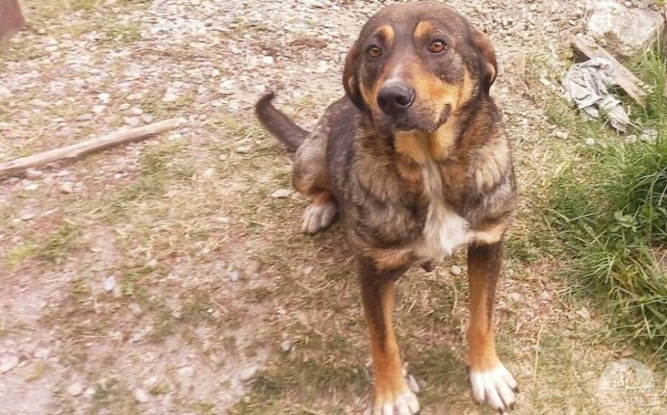 Hunde Ausland