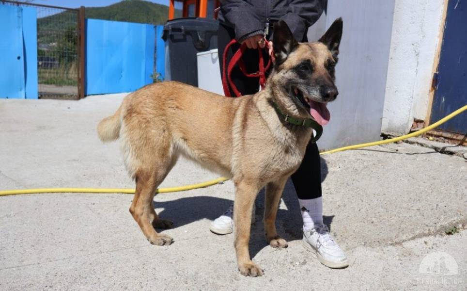 Hunde Ausland