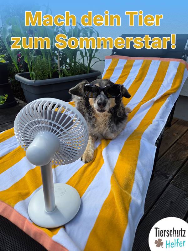 Mach dein Tier zum Sommerstar!