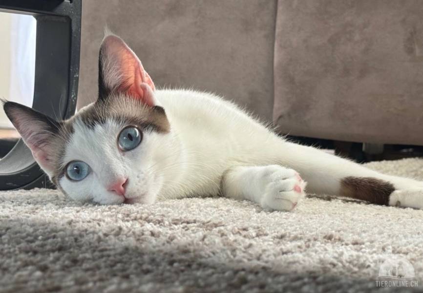 Katzen Schweiz