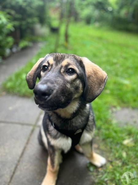 Hunde Schweiz