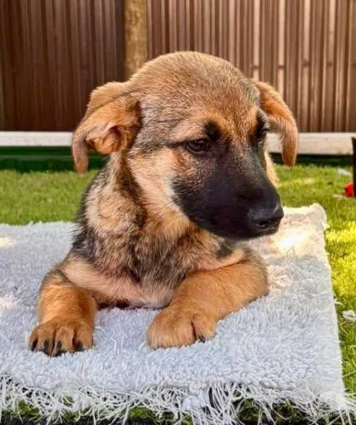Sky – kleines Welpenmädchen sucht ihr Glück