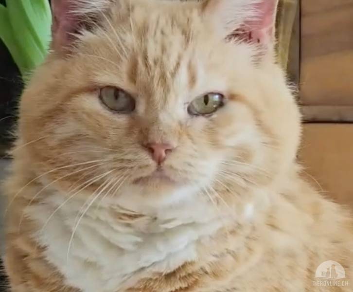 Katzen Schweiz