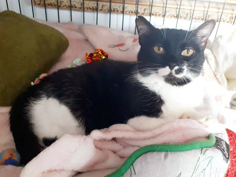Katzen Deutschland
