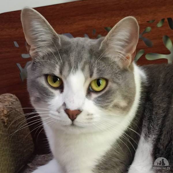Katzen Ausland