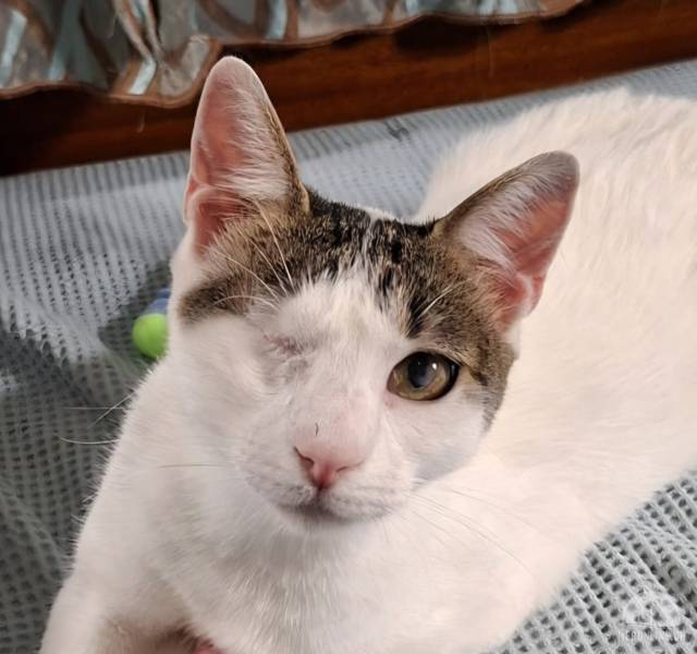 Katzen Ausland