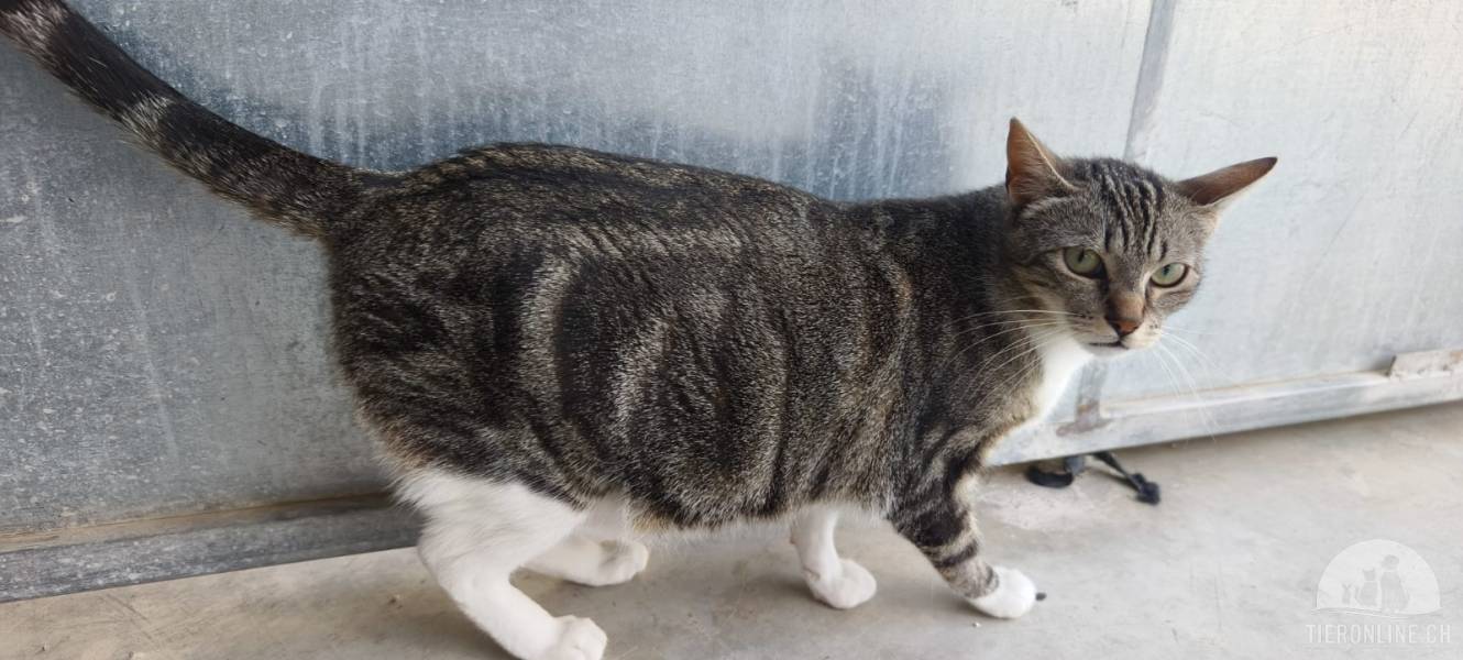 Katzen Ausland