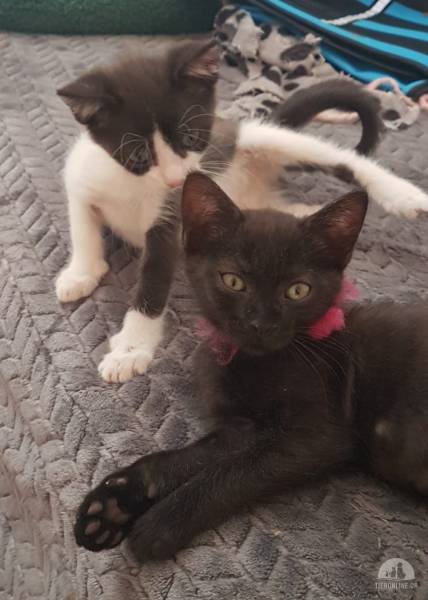 Katzen Ausland