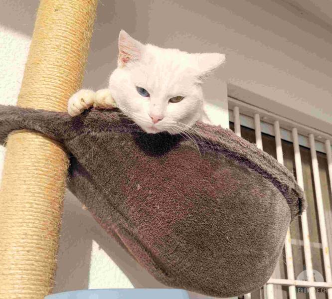 Katzen Ausland