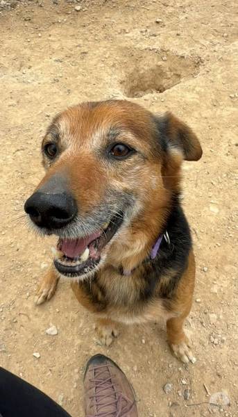 Hunde Ausland