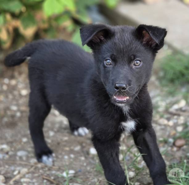 Hunde Ausland