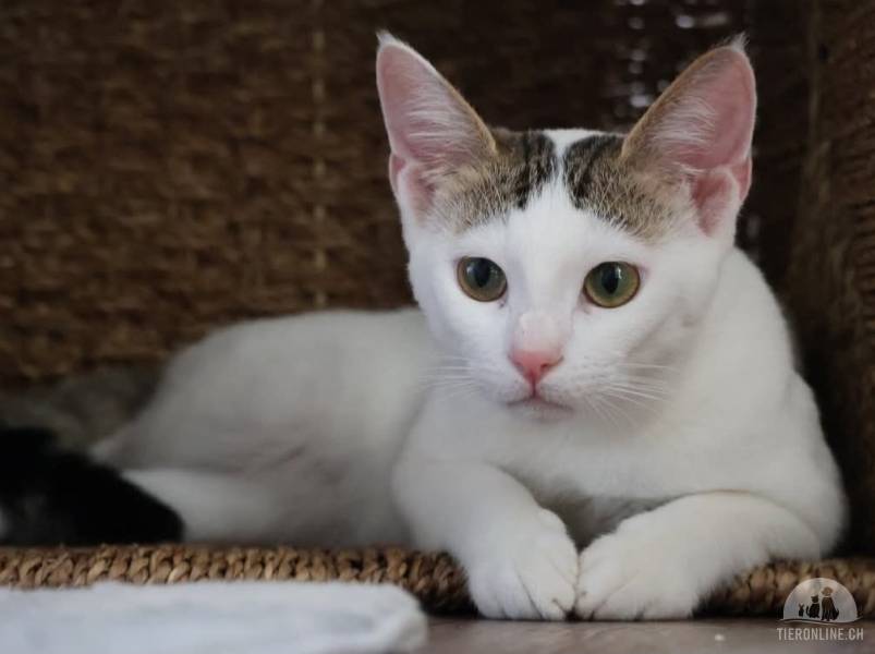 Katzen Schweiz