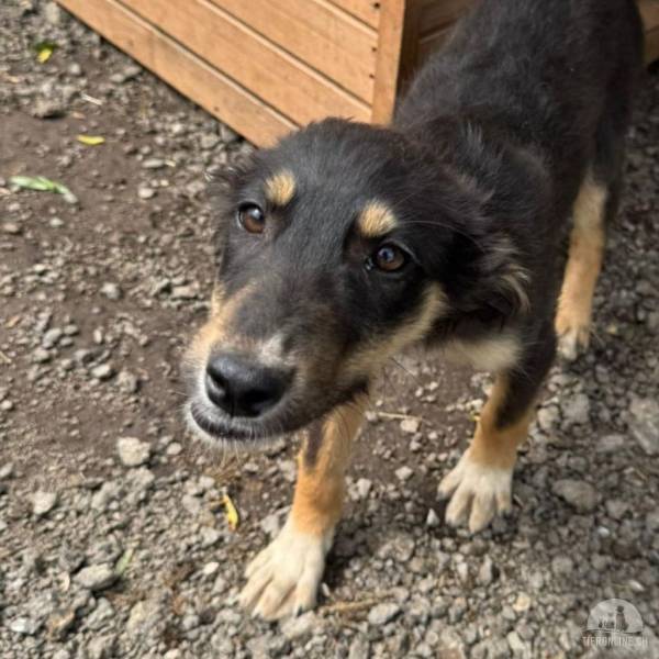 Hunde Ausland