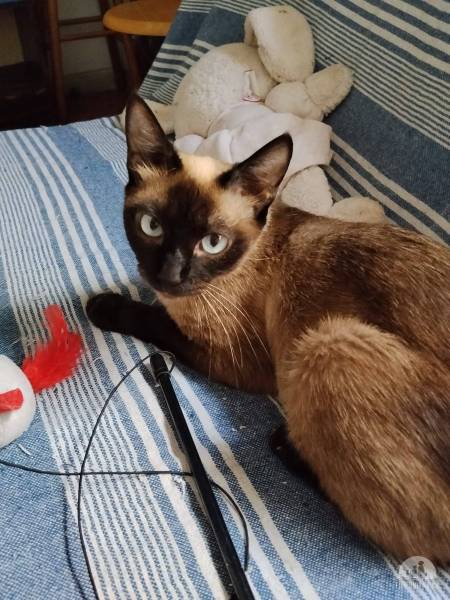 Katzen Ausland