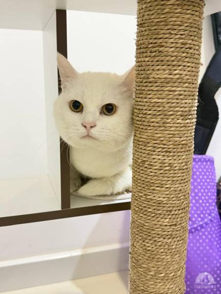 Katzen Schweiz