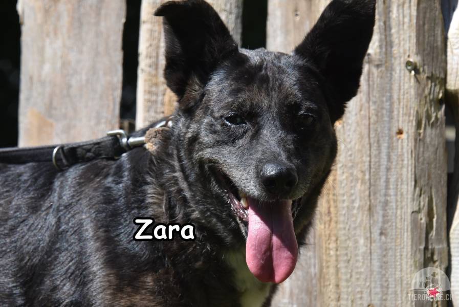 Hunde Deutschland