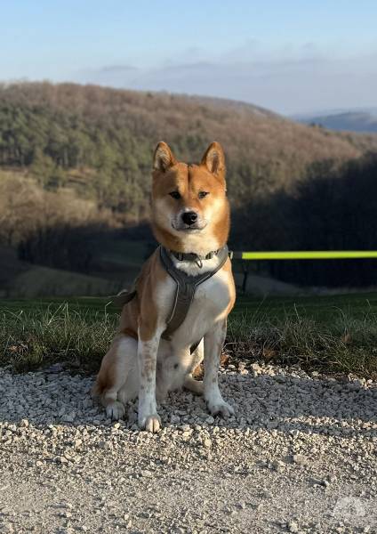 Hunde Schweiz
