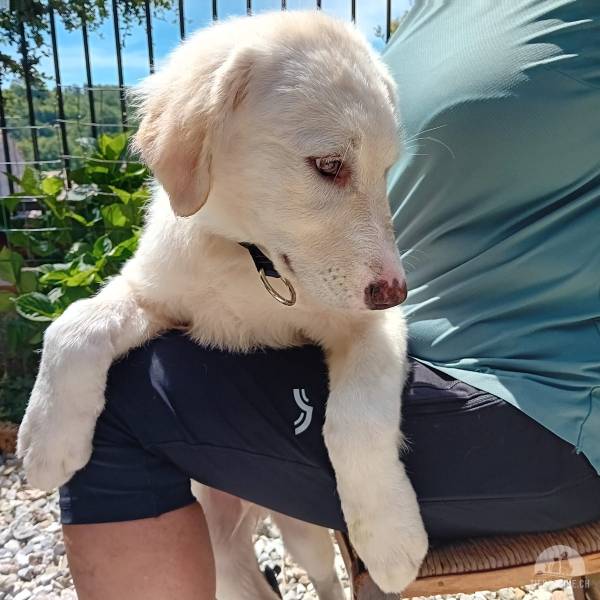 Hunde Schweiz