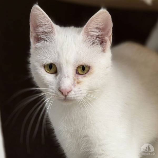 Katzen Schweiz