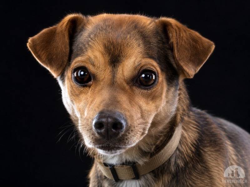 Hunde Ausland