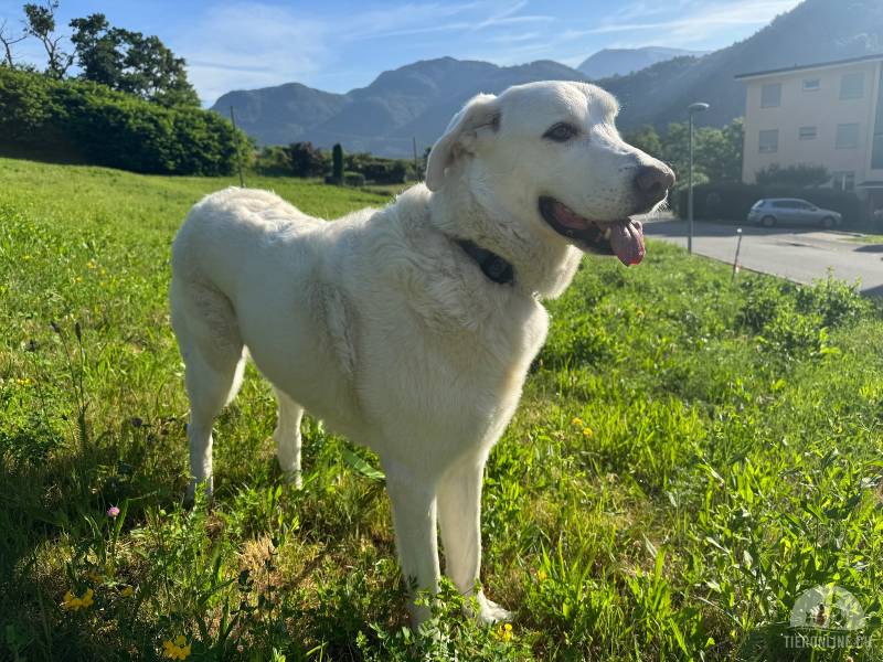 Hunde Schweiz