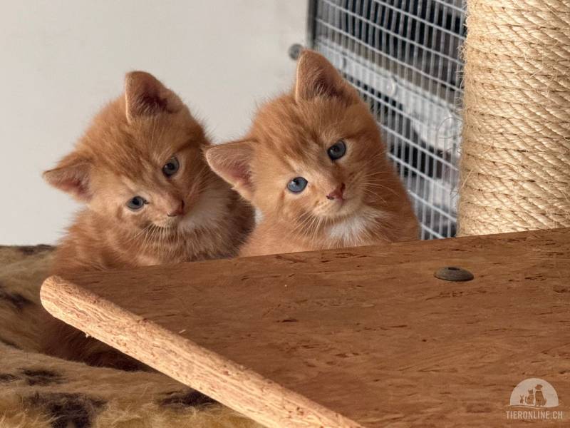 Katzen Schweiz