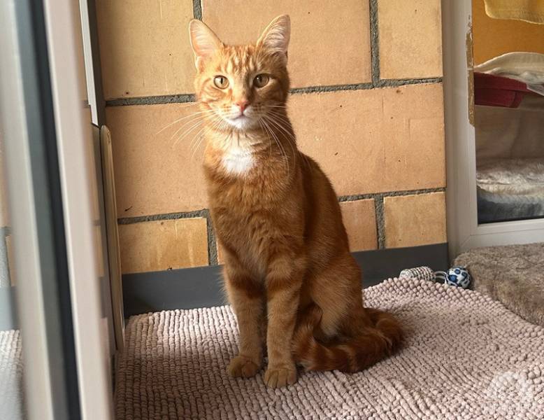 Katzen Schweiz