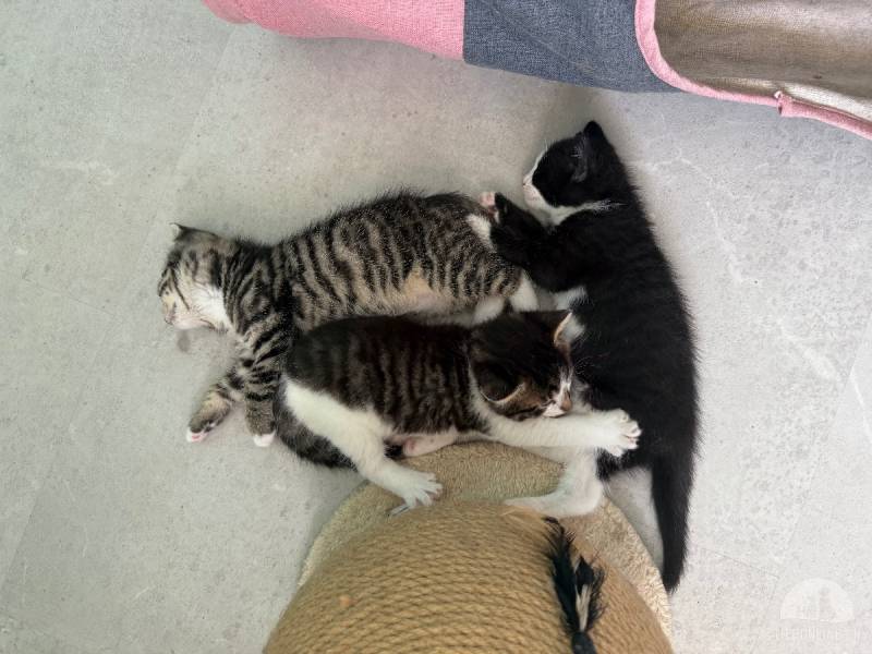 Katzen Schweiz