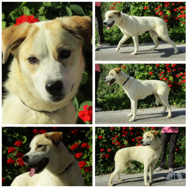 Hunde Ausland