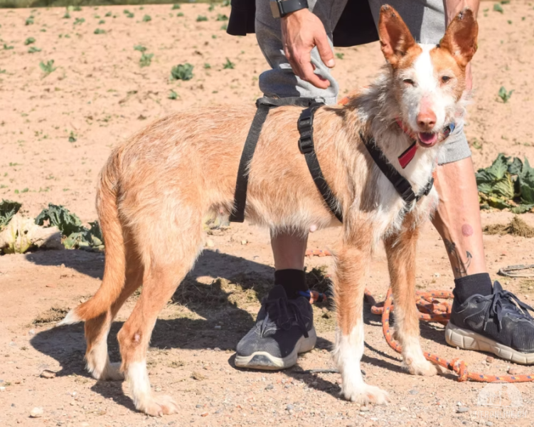 Hunde Ausland