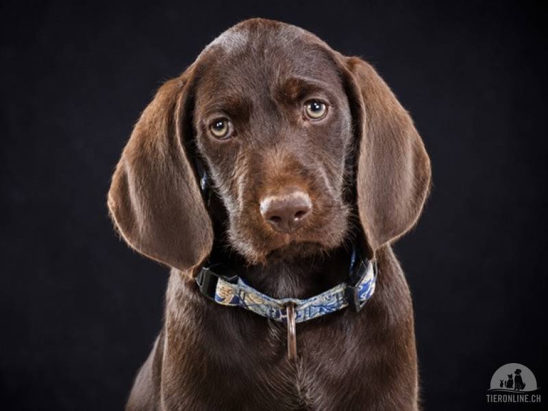 Hunde Ausland