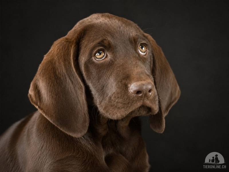 Hunde Ausland