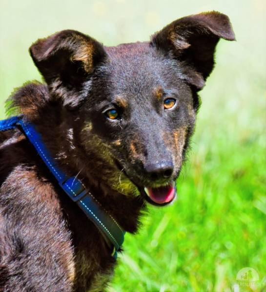Hunde Ausland