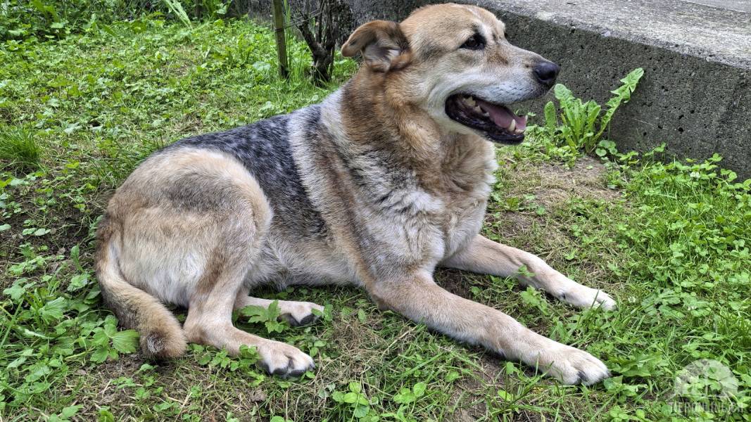 Hunde Schweiz