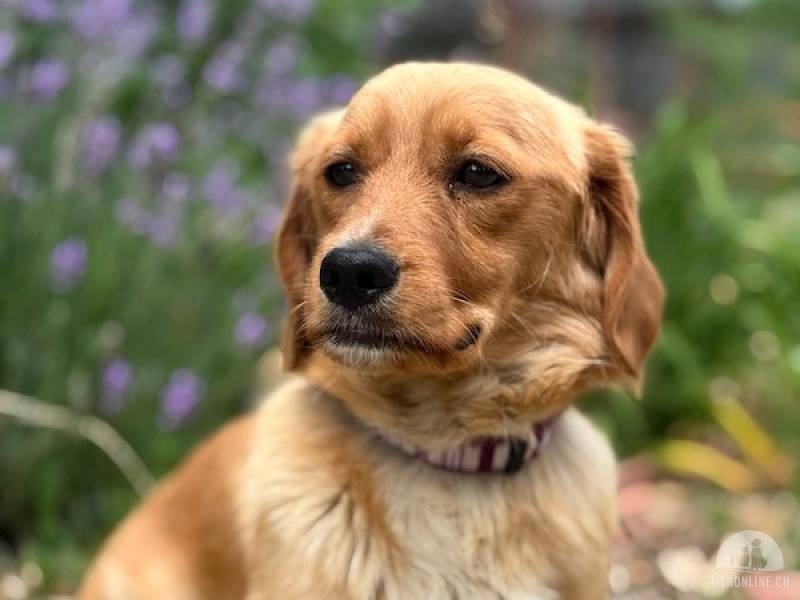 Hunde Ausland
