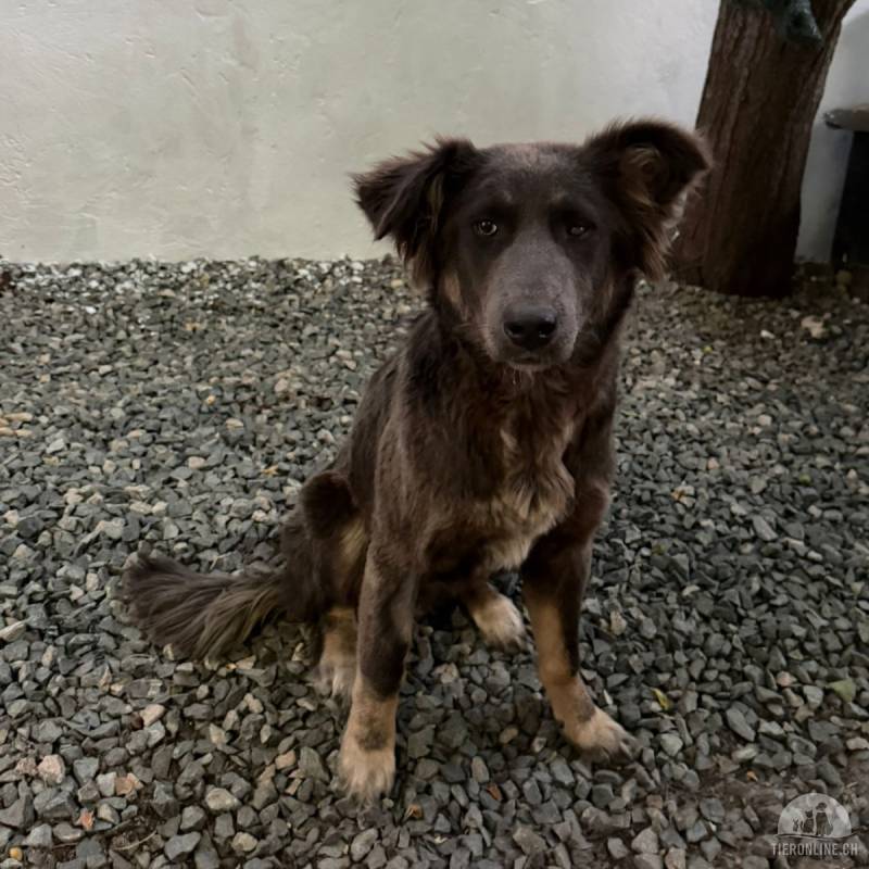 Hunde Ausland