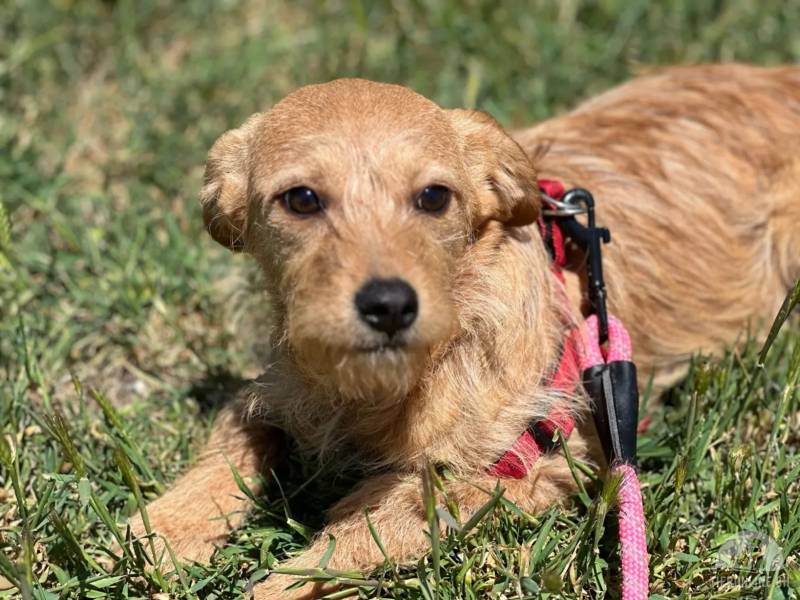 Hunde Schweiz
