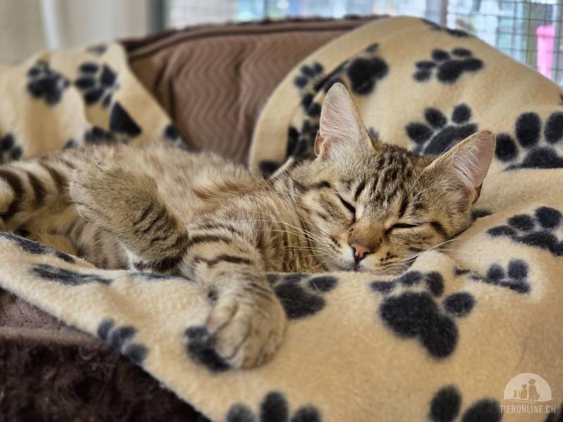 Benji sucht eine wunderbare Familie