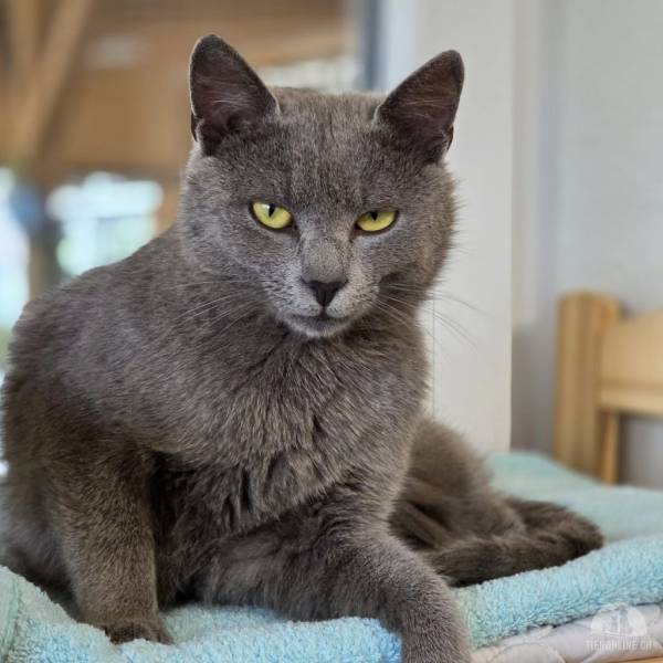 Blue sucht eine wunderbare Familie