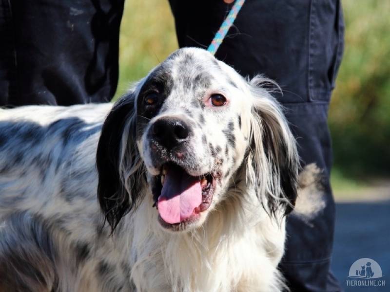 Hunde Ausland