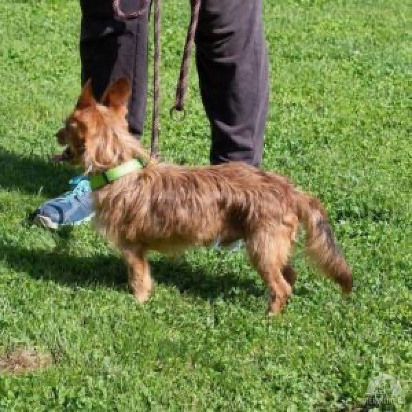 Hunde Deutschland