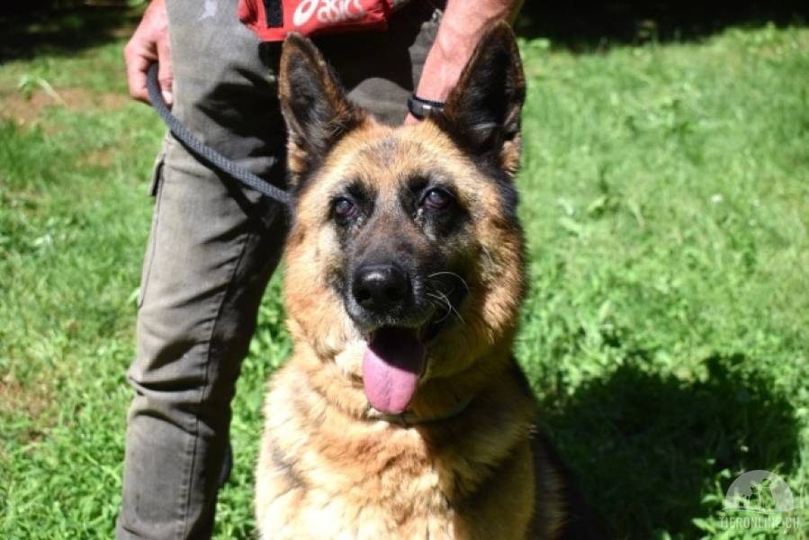 Hunde Ausland
