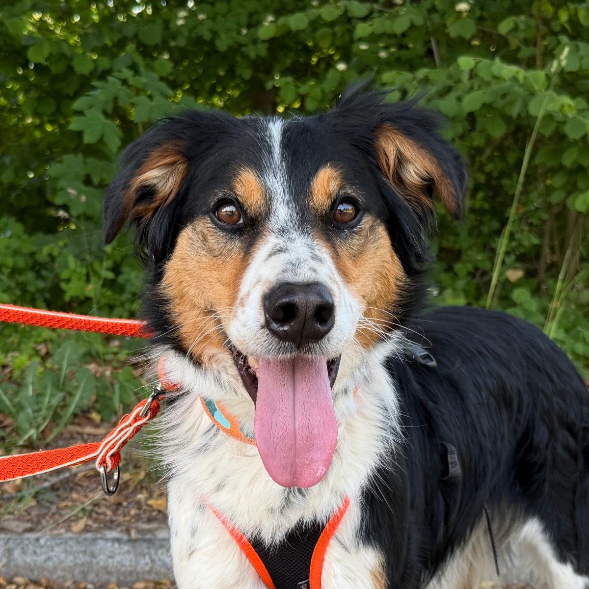 Flynn, Mischling (Hüttehund) – Hund zur Adoption in Zürich (ZH)
