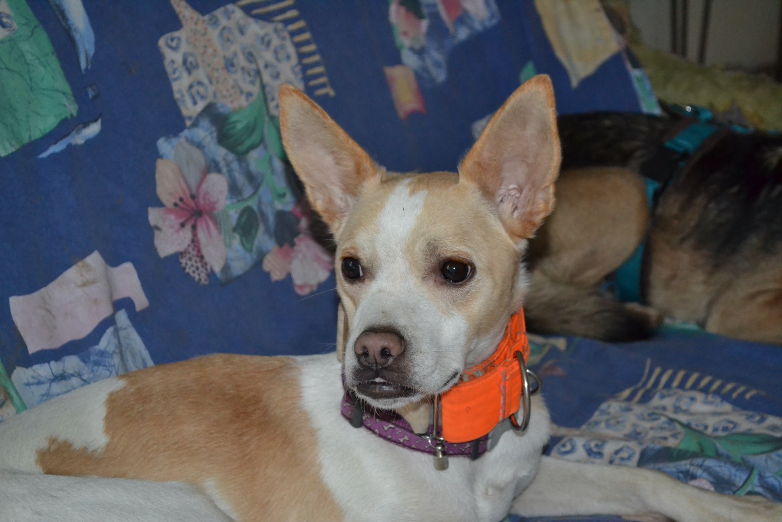 Asana, Mischling Podenco – Hund zur Adoption in Würenlos (AG)