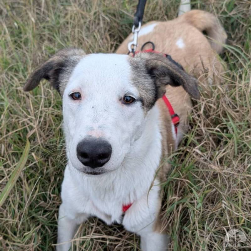 Charmanter Dobby sucht neuen Wirkungskreis