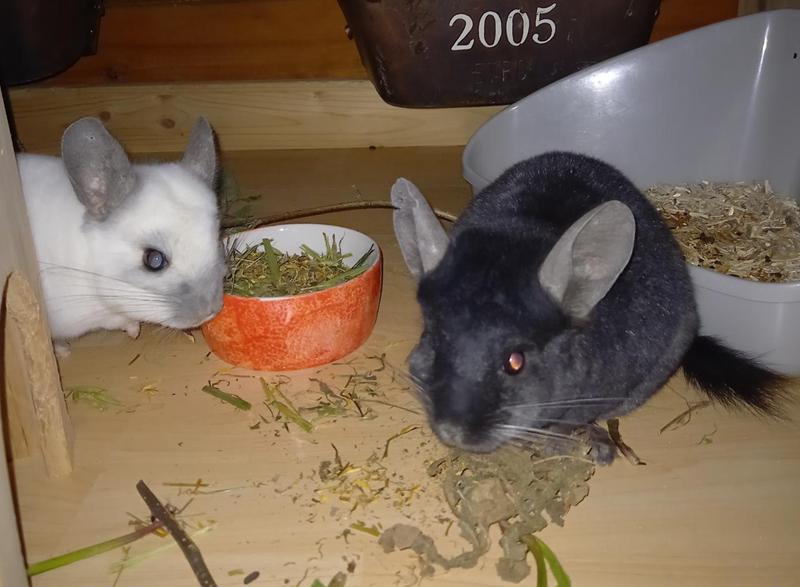 Chinchillas Benny und Björn, Chinchilla – Kleintier zur Adoption in Volketswil (ZH)