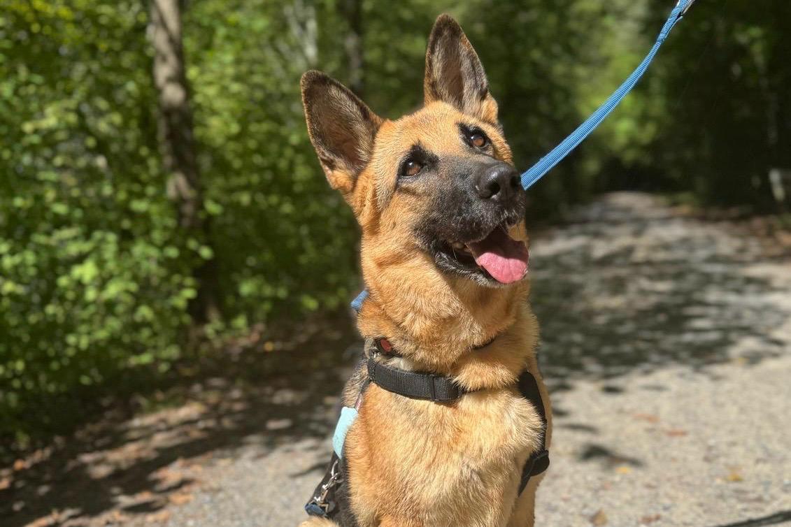 Böbe, Deutscher Schäfer – Hund zur Adoption im Kanton Bern