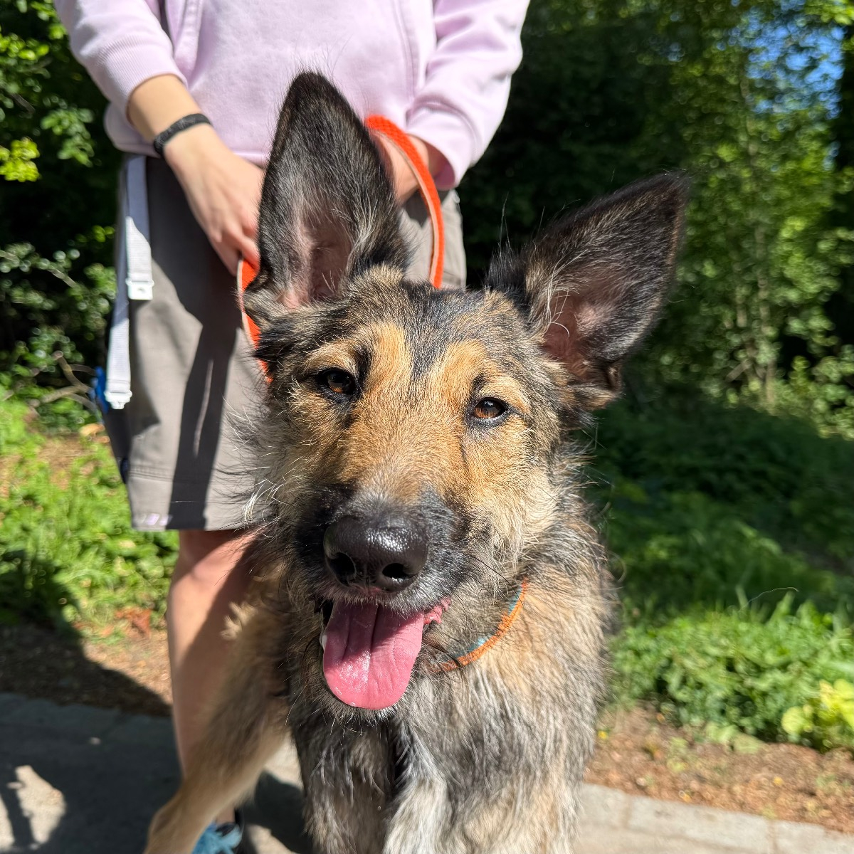 Teo, Mischling, angeborene Kurzrute – Hund zur Adoption in Zürich (ZH)